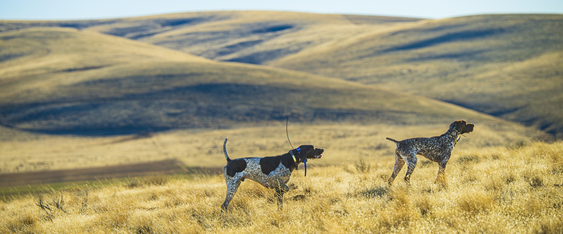 Two pointing dogs working an open Oregon hillside