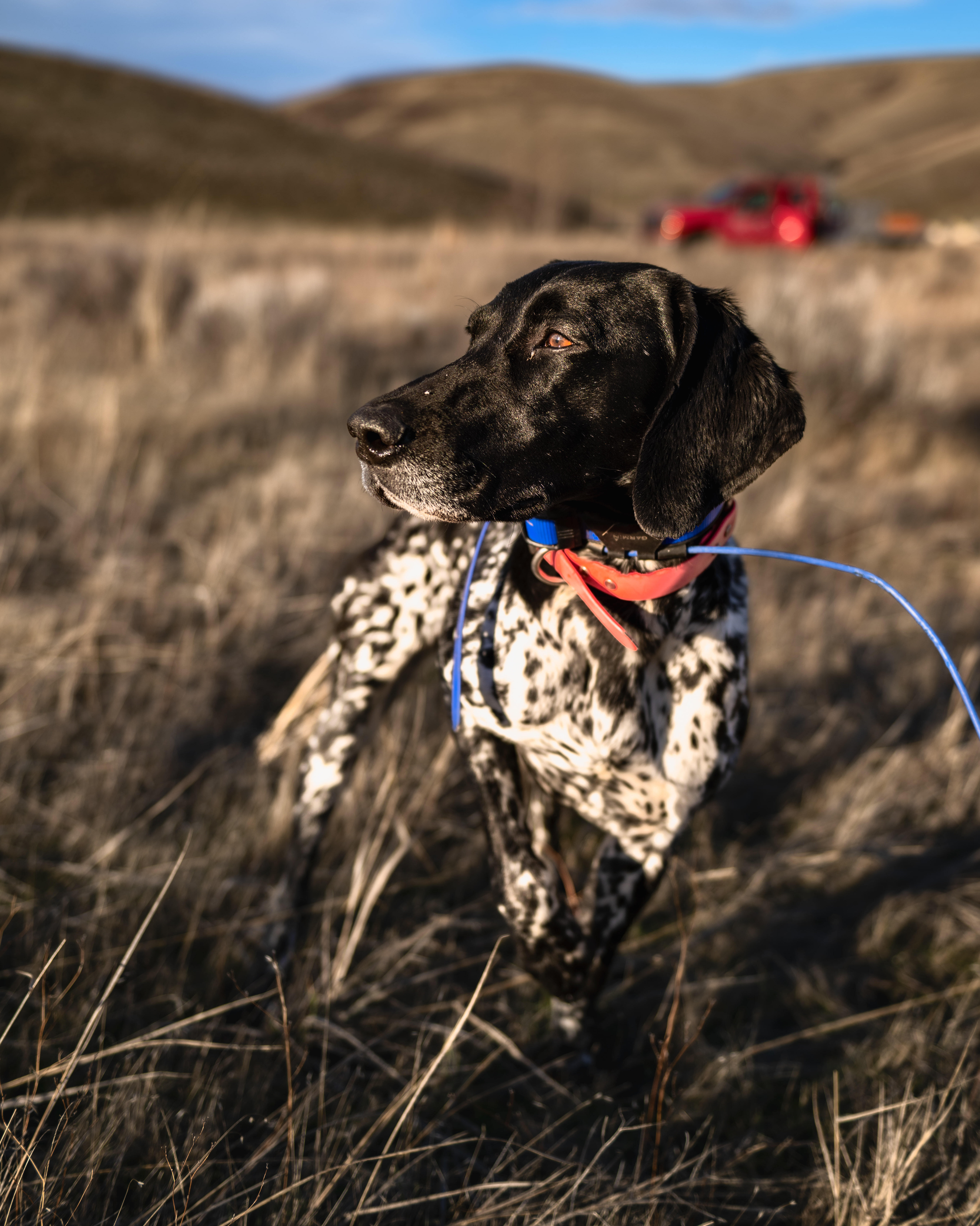 Started dog in the field
